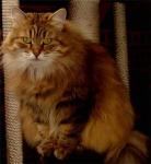 ����� �������� (����)