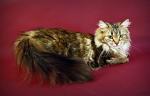 Darina Brusnichka from Empires Cat (����)