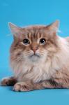 Taman Sviatovid iz Vozrozhdenija (����)