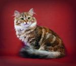 ������ ����� �������� (����)
