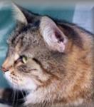 ������� ������ (����)