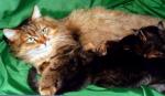 ������� ������� (����)