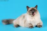 Serafima Fluffy Dreams (����)