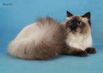 Geroy Lyubovnik El Angel Felino (����)