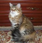 ������ ����� ������ (����)