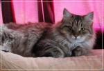 ������� ����� (����)