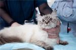 ������ ��������� ����� (����)