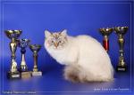 ������ ������� ������ �� ����� ���� (����)
