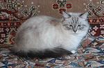 Barselona Blue Lynx (����)