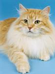 ����� �������� ����� (����)