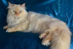 ������� �� ����� ����� (����)