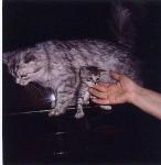 �������� ������ (����)