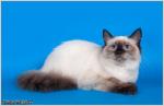 ������ ������� (����)
