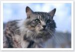 ������ ��������� ������ (����)