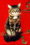 ������ ����������� (����)