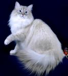 ����� ������� ���� (����)