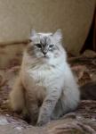 ������ ������ (����)