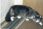 ����� ����������� (����)