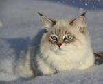����� ������ ��� (����)
