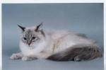 ������� ���������� ����� (����)