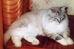 �������� ����� (����)