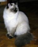 ���������� ������ ���� (����)