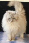 ��������� ������� ������ (����)