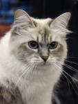 ������ ������� ������ (����)