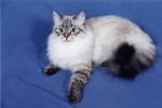 ���������� �������� (����)