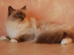 ����� ������� ������� (����)