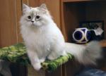 ���� ������� ������� (����)