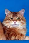 Cassian Crown of Siberia (����)