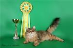������� �� ����� ��� (����)