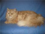 ������ �����-���� (����)