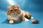 Angelur Zemelah (����)
