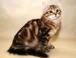 ������ �������� ����� (����)