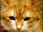 ������� �������� ����� (����)