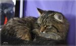 Camella Slavicat (����)