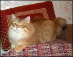 ���-���������� ��� �������� (����)