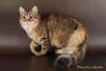 ������� ��������� (����)