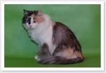 ������ ������� �������� (����)