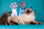 ������� ������� ����� (����)