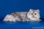 Arseniy (����)