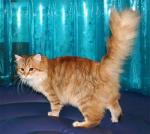 Heres Sibaris *RU (����)