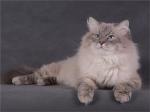 ����� ��������� �������� (����)