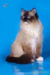 ������ ������� ������ (����)