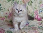 Aleli Forest Nymph (����)