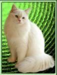 ����� ������ (����)