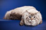 Norris Dauria (����)