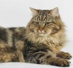 �������� ������� (����)